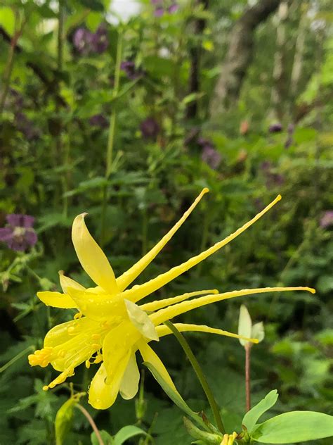 Aquilegia longissima | Wychwood Tasmania