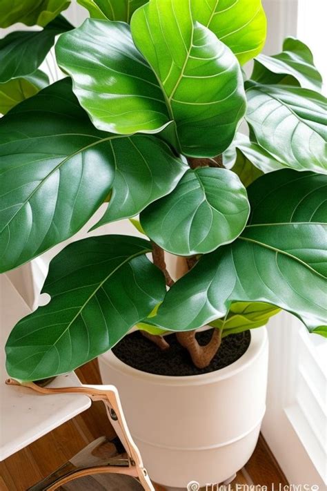 Revive Your Leggy Fiddle Leaf Fig With Proper Care