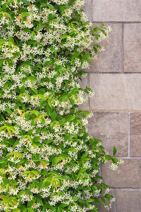 How And When To Prune Star Jasmine Gardeners Path