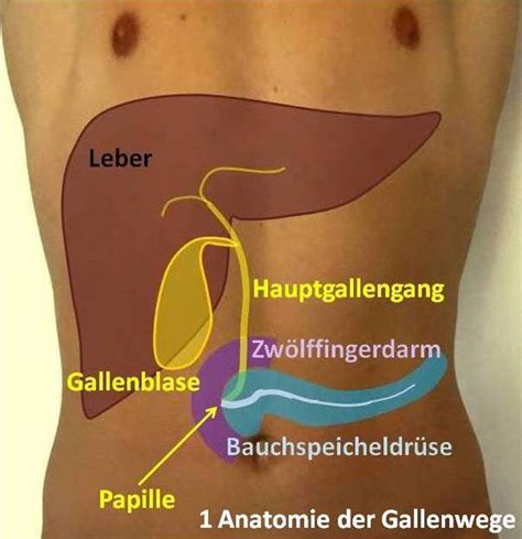 Gallenblase OP Nürnberg klinik hallerwiese de