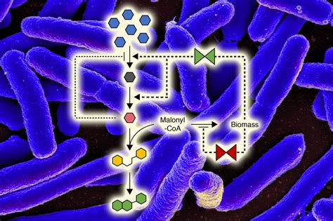 A New Way To Control Microbial Metabolism Mit News Massachusetts