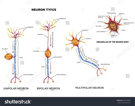 Nerve Cell Types Organelles Cell Body Stock Illustration 674518663 ...