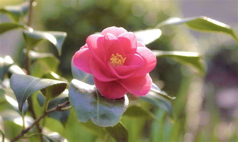 Consejos Para Cultivar Camelias Dentro De Casa O En El Jardín Foto 1