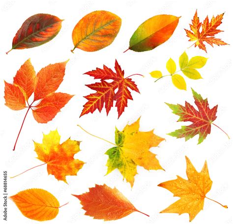 Autumn leaves collage isolated on white Stock Photo | Adobe Stock