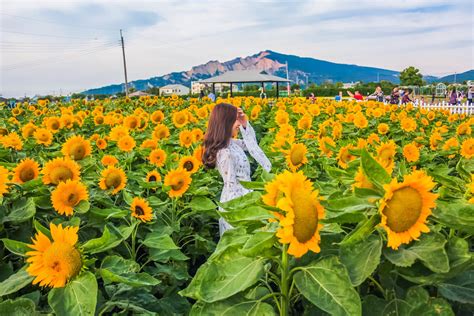 5 Instagram-Worthy Sunflower Fields You Should Visit Across Asia