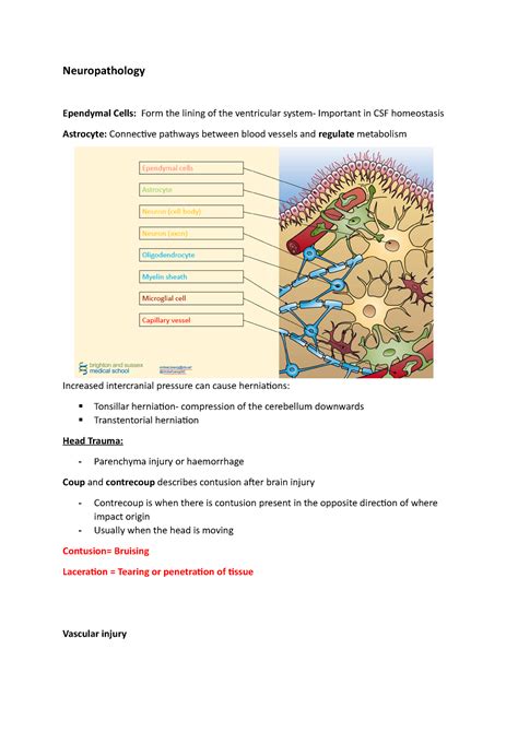 L19 Neuropathology Lecture Notes 19 Neuropathology Ependymal Cells