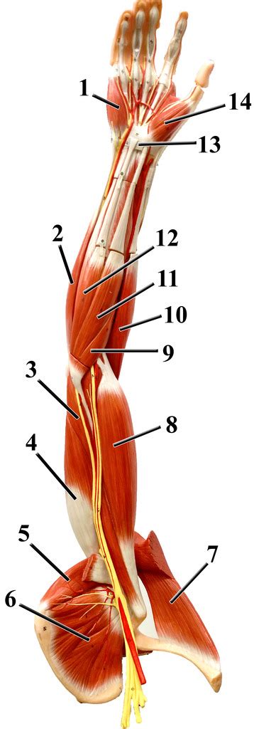 Anterior Upper Extremity Diagram Quizlet