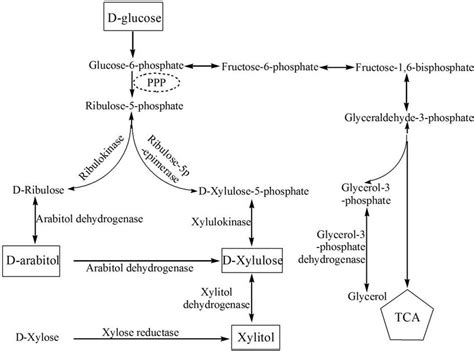 The Possible Biosynthetic Pathway For Conversion Of Glucose To