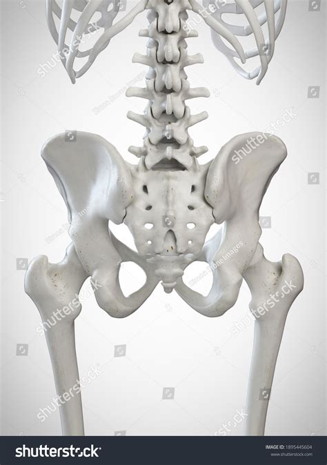 3d Rendered Illustration Sacrum Stock Illustration 1895445604