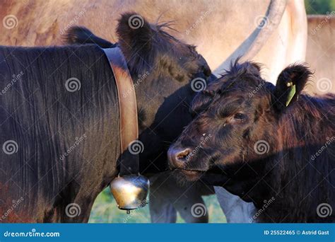 The Dexter Cows stock image. Image of agriculture, benefit - 25522465