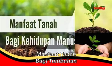 Temukan Manfaat Tanah Bagi Tumbuhan Yang Jarang Diketahui Biotifor