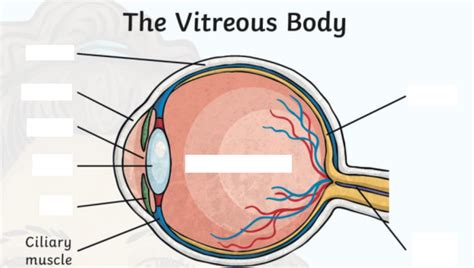 Parts Of Human Eye Interactive Worksheet Edform Worksheets Library