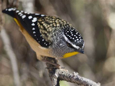 Spotted Pardalote Photo Alexander Dudley Photos At