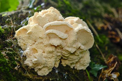 Hericium Cirrhatum Tiered Tooth Fungus Lukas Large Flickr