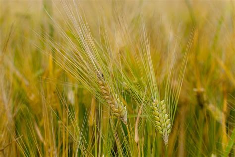 Importante Subida En El Precio Del Trigo Duro Según Los Comerciantes