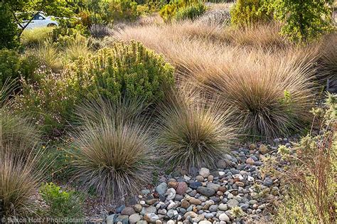 Environmental Benefits of Perennial Grasses - Summer-Dry | Celebrate ...