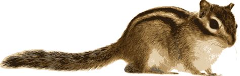 chipmunk clip art image clipsafari