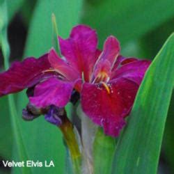 Louisiana Iris (Iris 'Red Velvet Elvis') in the Irises Database - Garden.org