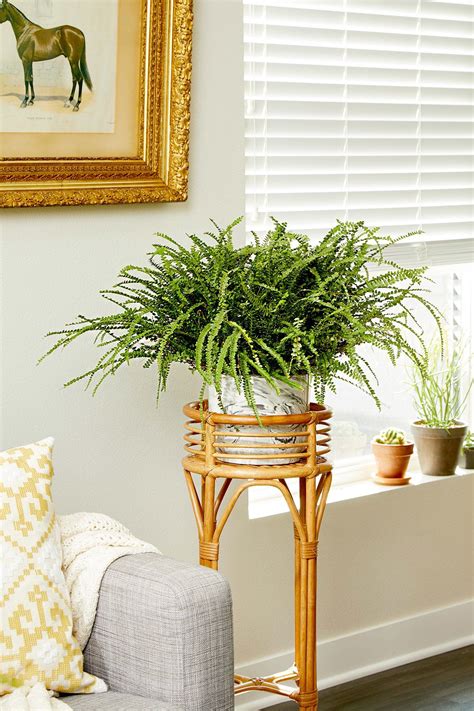 9 Indoor Ferns That Will Make Your Home A Tropical Paradise Indoor