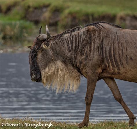 4941 Wildebeest, Ngorongoro Crater, Tanzania - Dennis Skogsbergh ...