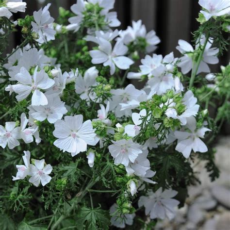 Flower Seed Malva Moschata Snow White Hardy Perennial Musk Mallow