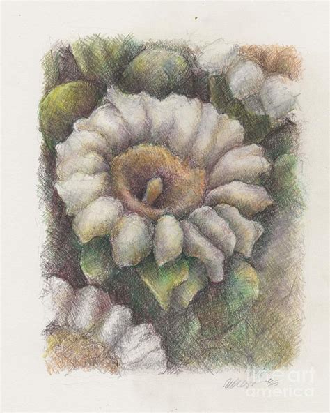 Saguaro Cactus Flower Drawing by Alissa Weiss - Fine Art America