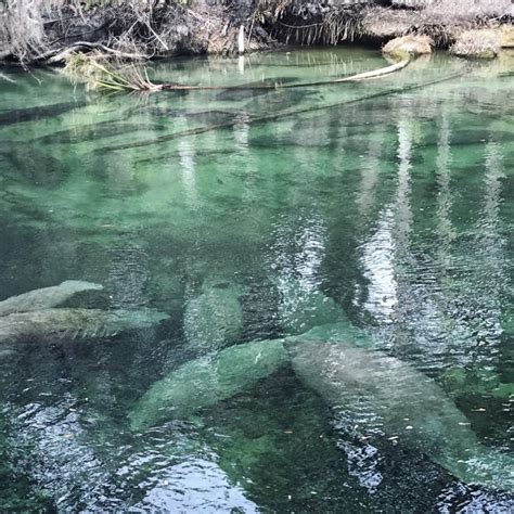 Manatees at Florida's Blue Springs - Travel a Little Louder