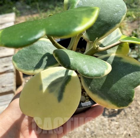 SHPR9919 Hoya kerrii variegata - Кактус онлайн