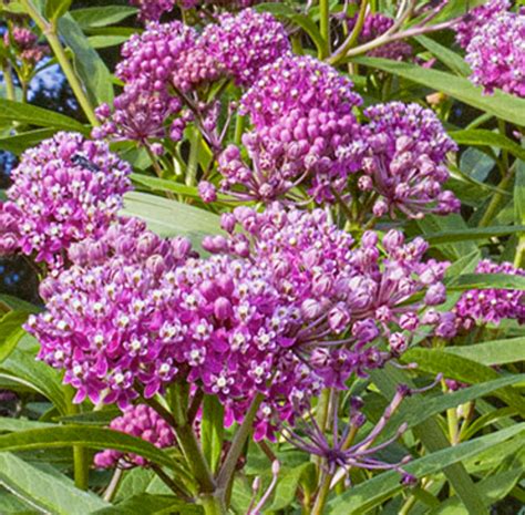 Asclepias Incarnata Rose Swamp Milkweed One Earth Botanical