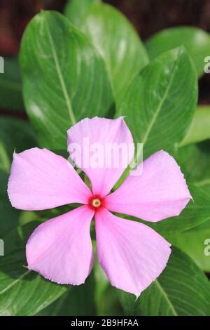 Pink Flowers Of Madagascar Periwinkle Catharanthus Roseus Indian