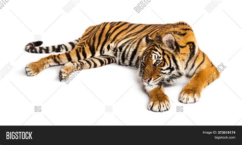 Tiger Lying Down Image Photo Free Trial Bigstock