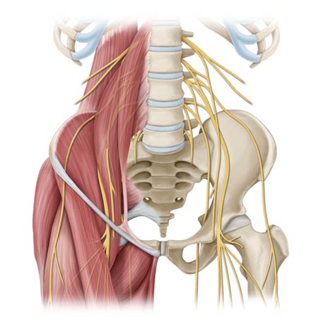 Lower Extremity Structures Diagram Quizlet