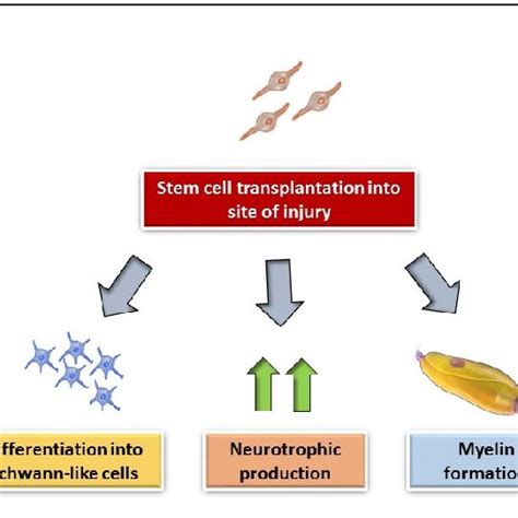 Schematic Representation Of Autologous Schwann Cells Transplantation In Download Scientific