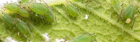 Pest Control: Stop Aphid Pest Infestation - Trusted Pest Management