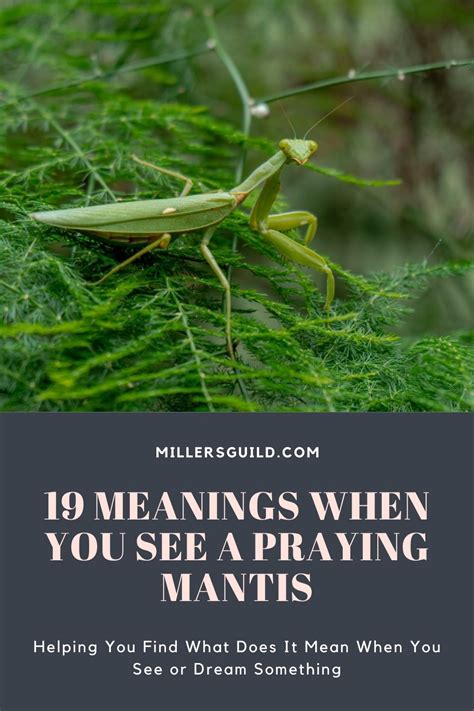 19 Meanings When You See a Praying Mantis