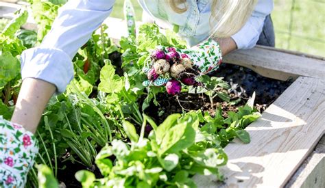 Comment Pr Parer Son Potager Pour Le Printemps