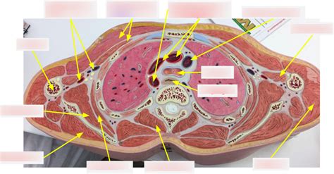 Cross Section Diagram Quizlet