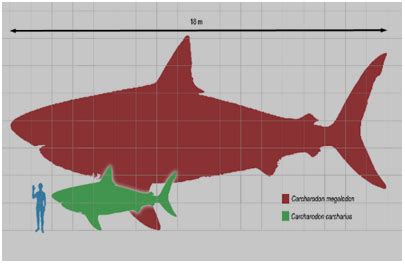 Il megalodonte lo squalo più grande mai vissuto e la sua misteriosa