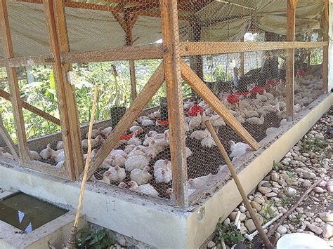 Broiler Chicken House Designs