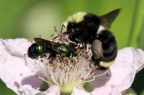 Bumble Bee And Berry Bee Share A Flower Bee Wild Bees Bumble Bee