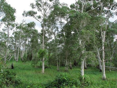 rung cay tram gio  viet nam nature sense