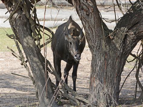 The Online Zoo - Nilgai