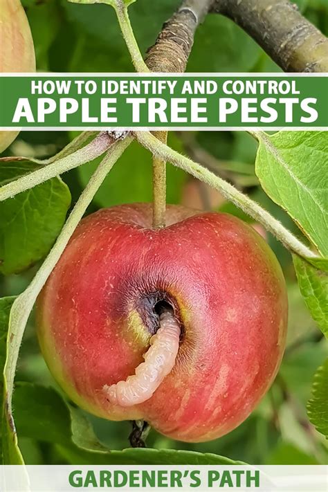 How To Treat Apple Trees For Worms At Marie Lynn Blog