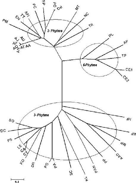 Phylogenetic Tree Of Phytase Protein Found In Fungi And Yeasts The