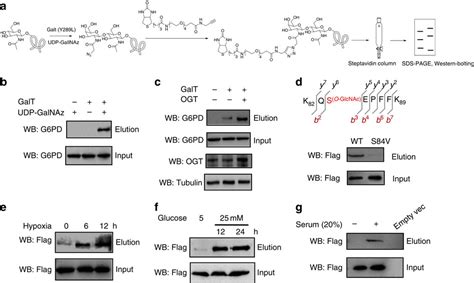 O Glcnacylation Of G6pd Promotes The Pentose Phosphate Pathway And