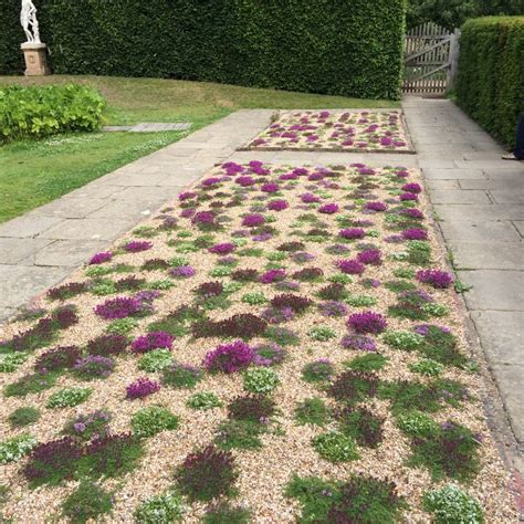 Red creeping thyme lawn - solkesil