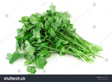 Fresh Cilantro Coriander Isolated On White Stock Photo 529231594