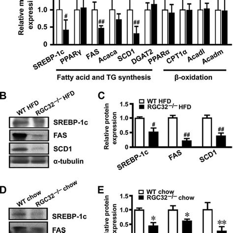 RGC 32 Deficiency Reduced The Expression Of Lipogenic Genes A MRNA