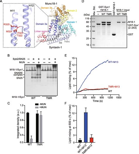 Residues T M R Are Essential For Snare Complex Assembly From