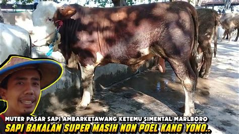 Muter Pasar Sapi Ambarketawang Ketemu Simental Marlboro Sapi Bakalan